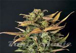 CBD Seeds - Auto Critical