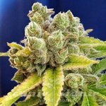 DEVIL'S HARVEST - Casey Jones