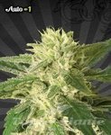 AUTO SEEDS - Auto #1