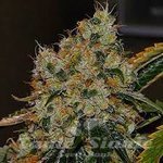 THE CALI CONNECION - Chem 91