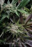 Biological Seeds - Auto Blue