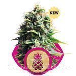 ROYAL QUEEN SEEDS - Pineapple Kush