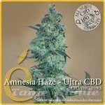 ELITE SEEDS - Amnesia Haze Ultra CBD