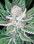 DNA GENETICS - Sleestack