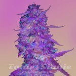 BARNEY’S FARM - LSD