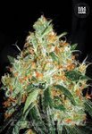 BULK SEED BANK - Original Orange Bud