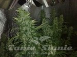 SENSI SEEDS - NORTHERN LIGHTS#5 X HAZE