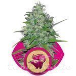 ROYAL QUEEN SEEDS - Skunk XL