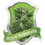 ROYAL QUEEN SEEDS - Royal Automatic®