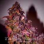 SHORT STUFF SEEDBANK - Auto Himalaya Blue Diesel