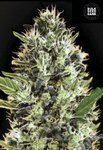 BULK SEED BANK - Auto Sunmango