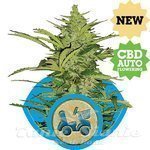 ROYAL QUEEN SEEDS - Fast Eddy CBD Auto