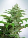 Ministry Of Cannabis - Auto CBD Star