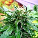 KC BRAINS - California Special