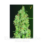 Victory Seeds - Great White Shark