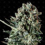GENOFARM - Farm Cheese
