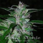 SHORT STUFF SEEDBANK - Auto Super Cali Haze