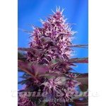 SWEET SEEDS - Red Poison Auto