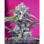 SWEET SEEDS - Cream Mandarine Auto