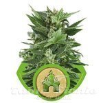 ROYAL QUEEN SEEDS - Royal Kush Automatic