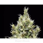 CBD Seeds - Northern