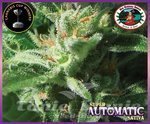 BIG BUDDHA SEEDS - Super Automatic