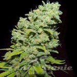 BIOHAZARD SEEDS - Psicotropic