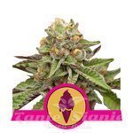 ROYAL QUEEN SEEDS - Green Gelato