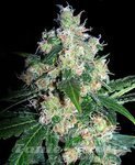SEEDSMAN - Velvet Bud