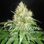 DELICOUS SEEDS - Northern Light Blue