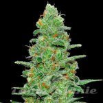 SAMSARA - Crazy Miss Hyde Auto