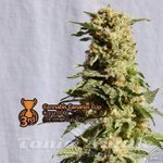 KANNABIA SEED - La Blanca