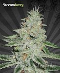 AUTO SEEDS - Dreamberry