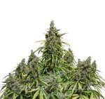 DUTCH PASSION - Auto Mazar®