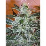 JOINT DOCTOR'S - LR#2