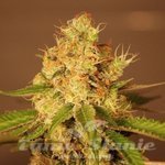 G13 LABS - Auto Diesel