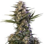 BUDDHA SEEDS - Buddha Kraken