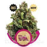 ROYAL QUEEN SEEDS - Candy Kush Express (Fast Version)