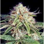 THE BULLDOG SEEDS - Fast Ryder II