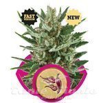 ROYAL QUEEN SEEDS - Speedy Chile (Fast Version)