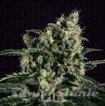 GENOFARM - Easy Haze