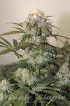 ! Caramel King Auto