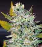 WORLD OF SEEDS - Space