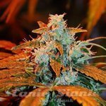 G13 LABS - Auto Blueberry