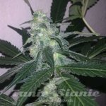 NIRVANA - Swiss Cheese Auto