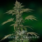 BARNEY’S FARM - Grape Muerto Auto