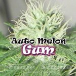 DR UNDERGROUND - Auto Melon Gum