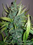 Grapefruit x Guerilla Grape