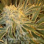 SAGARMATHA - OGNL Feminized