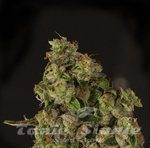 DEVIL'S HARVEST - OG Reek'N